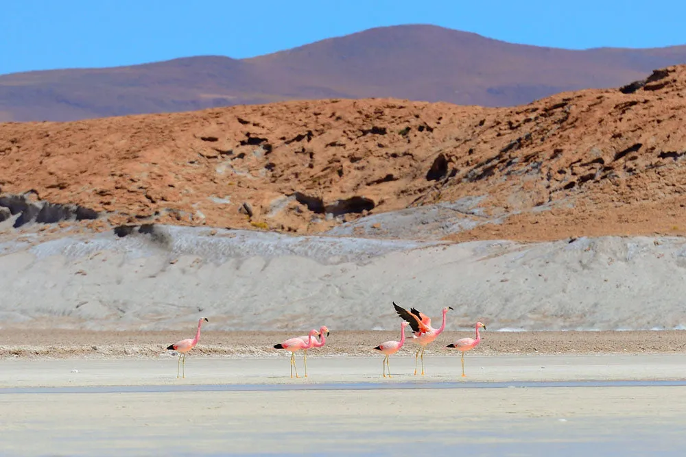 LSM   Explora Experience: Atacama Desert & Uyuni Salt Flats Recce from May 4 - 12, 2025
