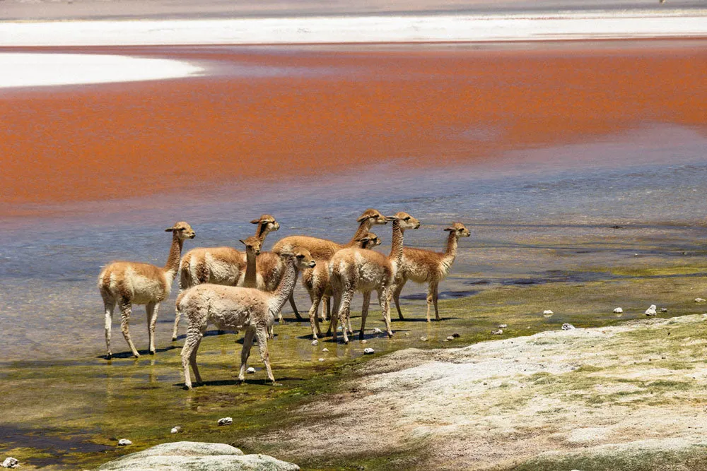 LSM   Explora Experience: Atacama Desert & Uyuni Salt Flats Recce from May 4 - 12, 2025